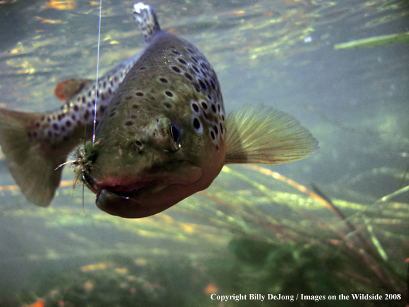 Brownt trout underwater