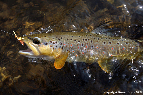 Brown trout in small stream