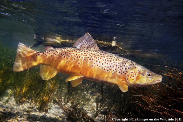 Brown trout, Missouri River, MT. 