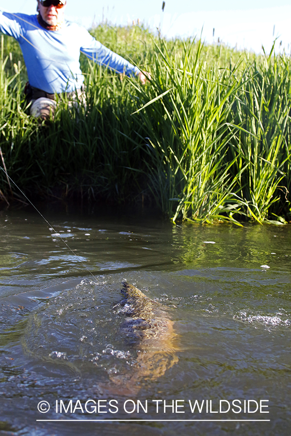 Flyfisherman fighting with brown trout.