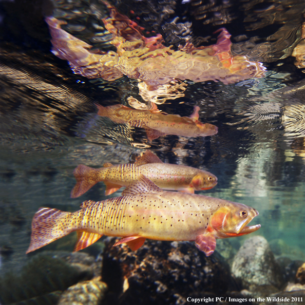 Yellowstone Cutthroat, Slough Creek, Yellowstone National Park. 