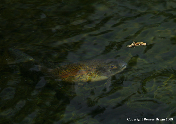 Rainbow Trout underwater below grasshopper