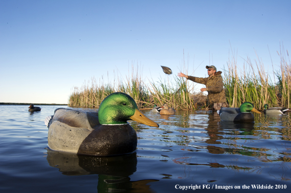 Waterfowl Hunter tossing decoys onto water