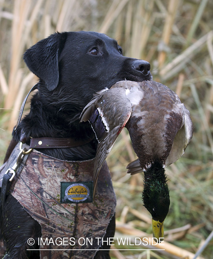 Black lab retrieving downed mallard.