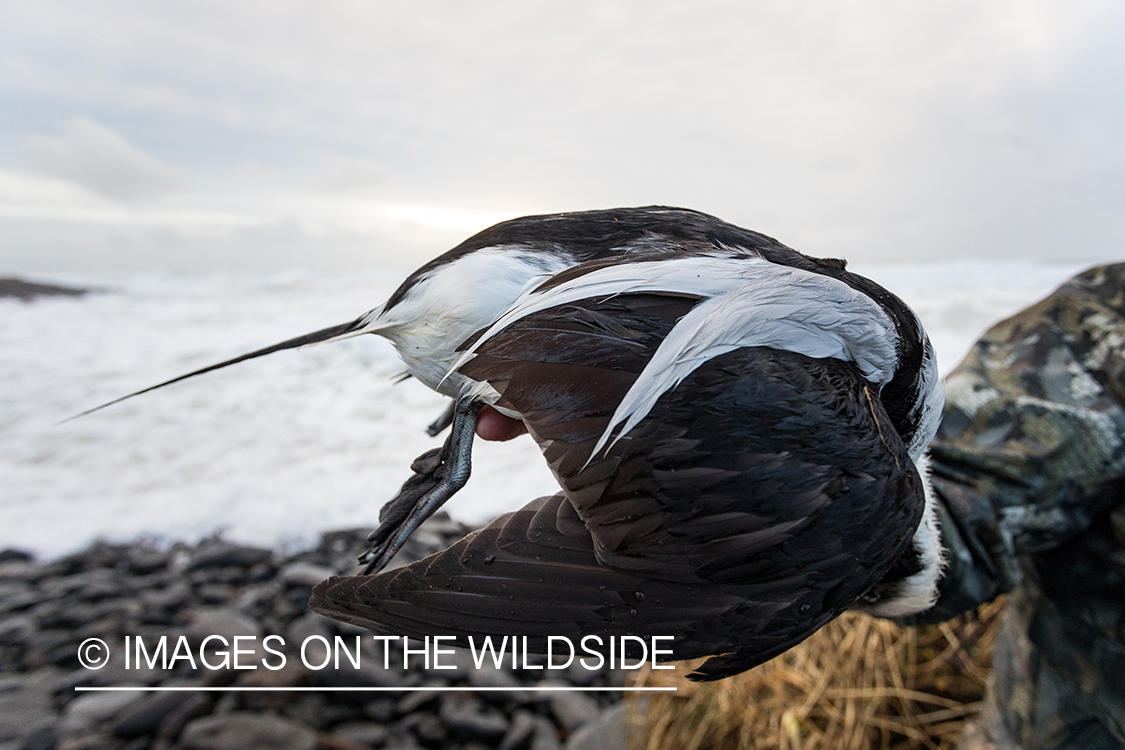 King Eider and Long-tailed duck hunting in Alaska, downed Long-tailed duck.