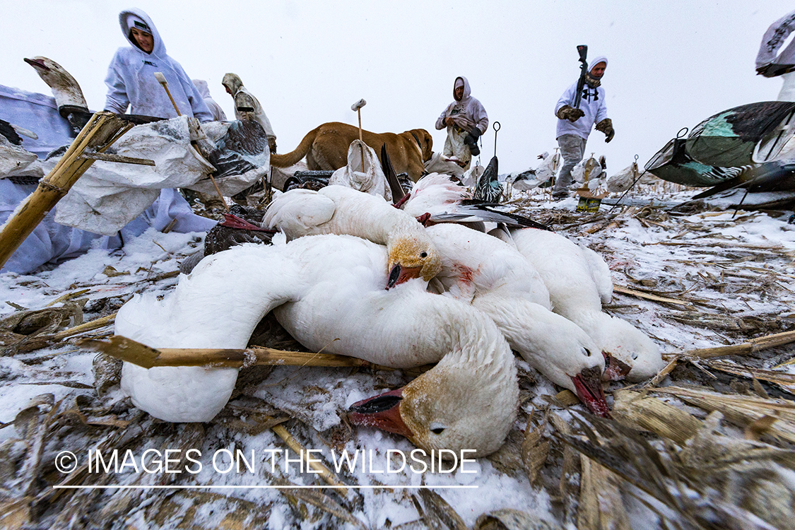 Hunters in field with bagged geese.