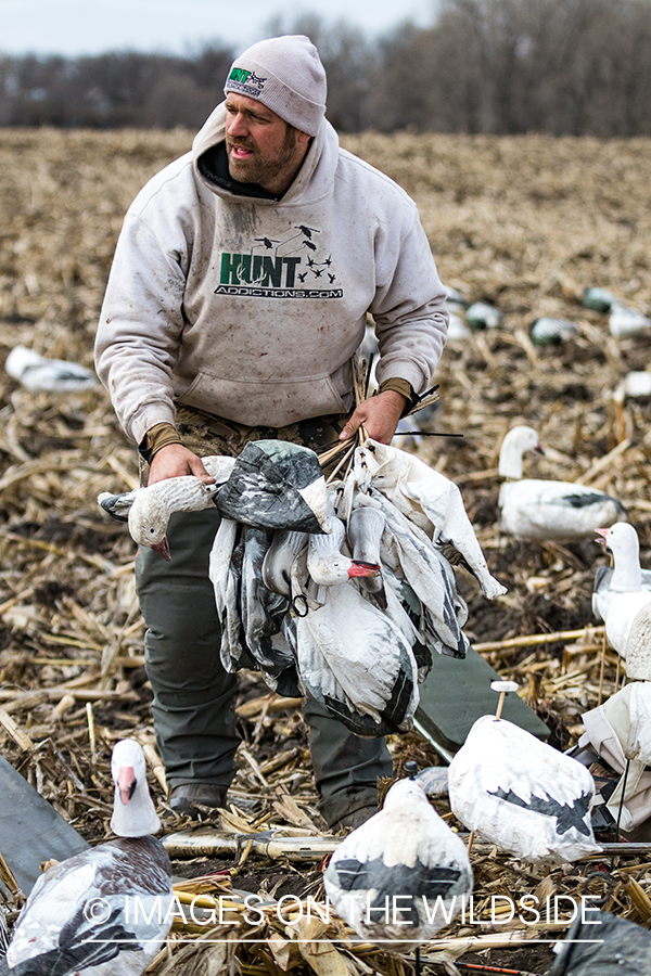 Hunter packing up after day of goose hunting.