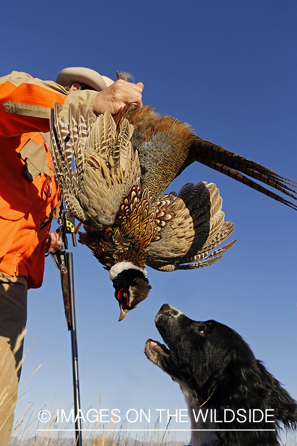 Upland game bird hunter in field with bagged pheasant and springer spaniel.