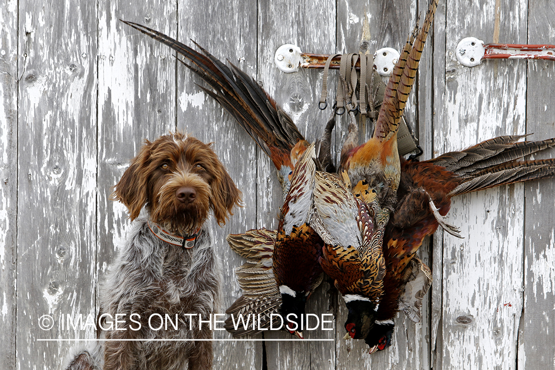 Wirehaired pointing griffon with bagged pheasants.