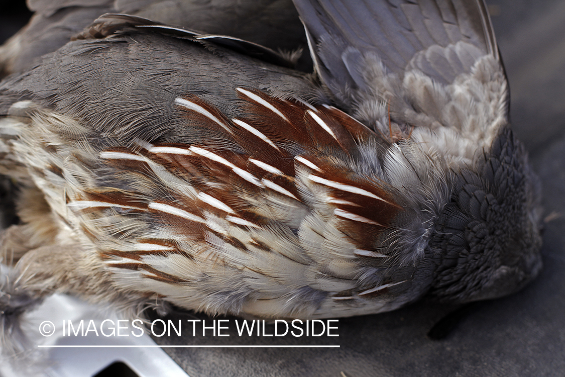 Bagged Gambel's Quail 