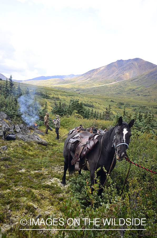 Stone sheep and Mountain goat hunting.