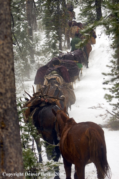 Elk hunters with bagged elk on horse packstring.  