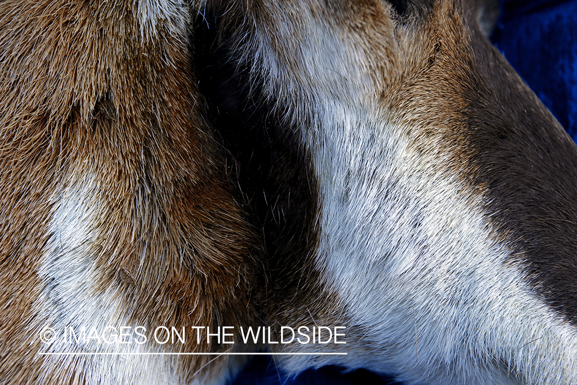 Close-up of bagged pronghorn antelope coat.