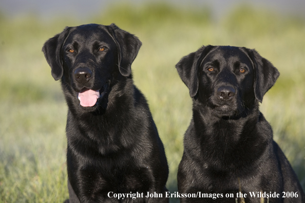 Black Labrador Retrievers