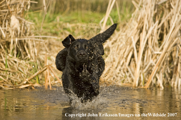 Black Labrador Retriever