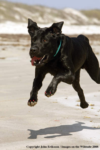 Black Labrador Retriever in field