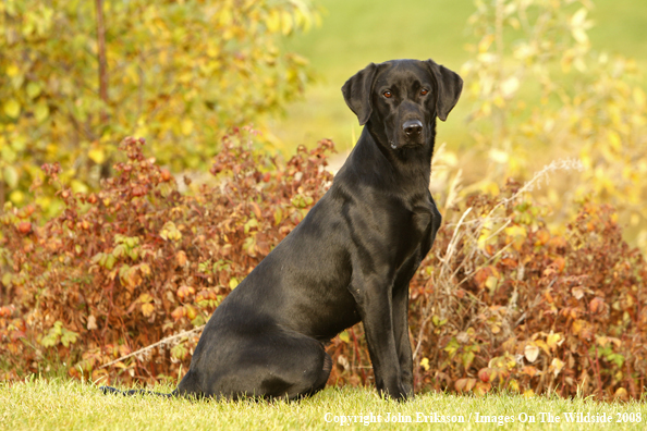 Black Labrador Retriever 