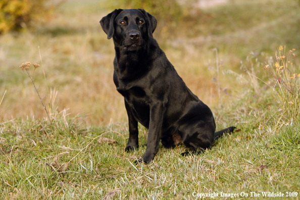 Black Labrador Retriever