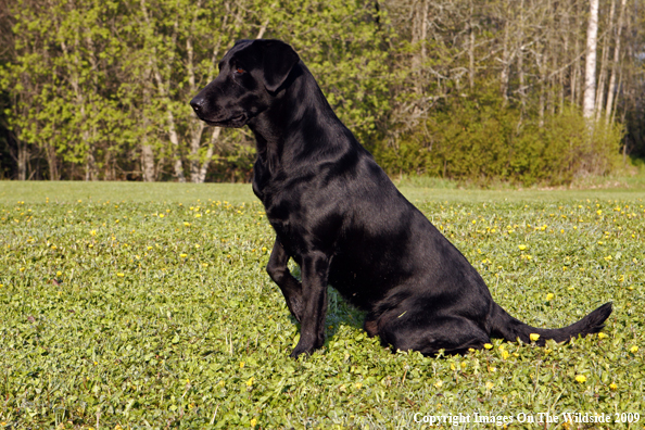 Black Labrador Retriever in field