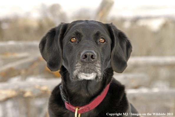 Black Labrador Retriever in winter. 