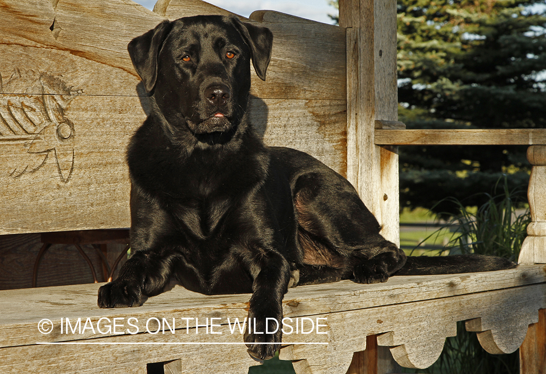 Black Labrador Retriever