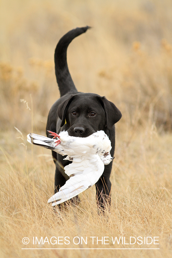 Black Lab puppy retrieving training pigeon.