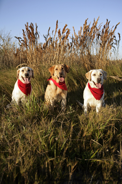 Yellow Labrador Retrievers in field