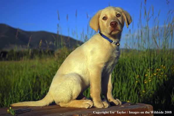 Yellow Labrador Puppy