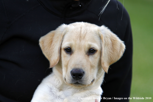 Yellow Labrador Retriever Puppy 