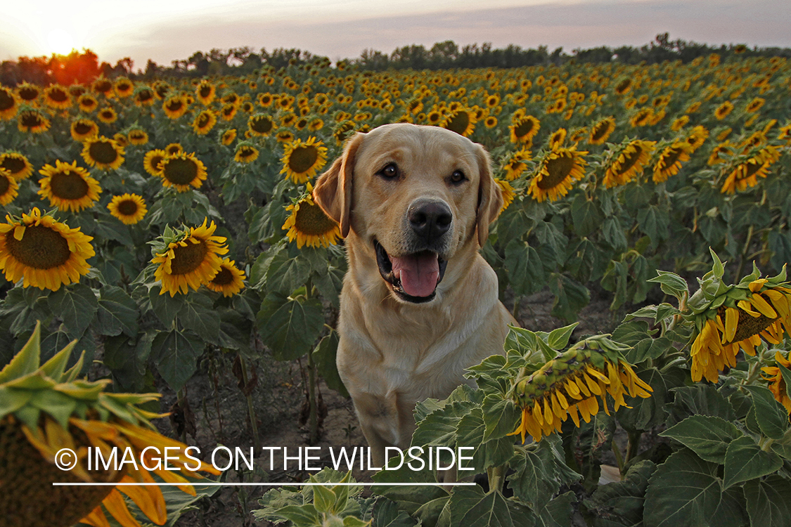 Yellow Labrador Retriever