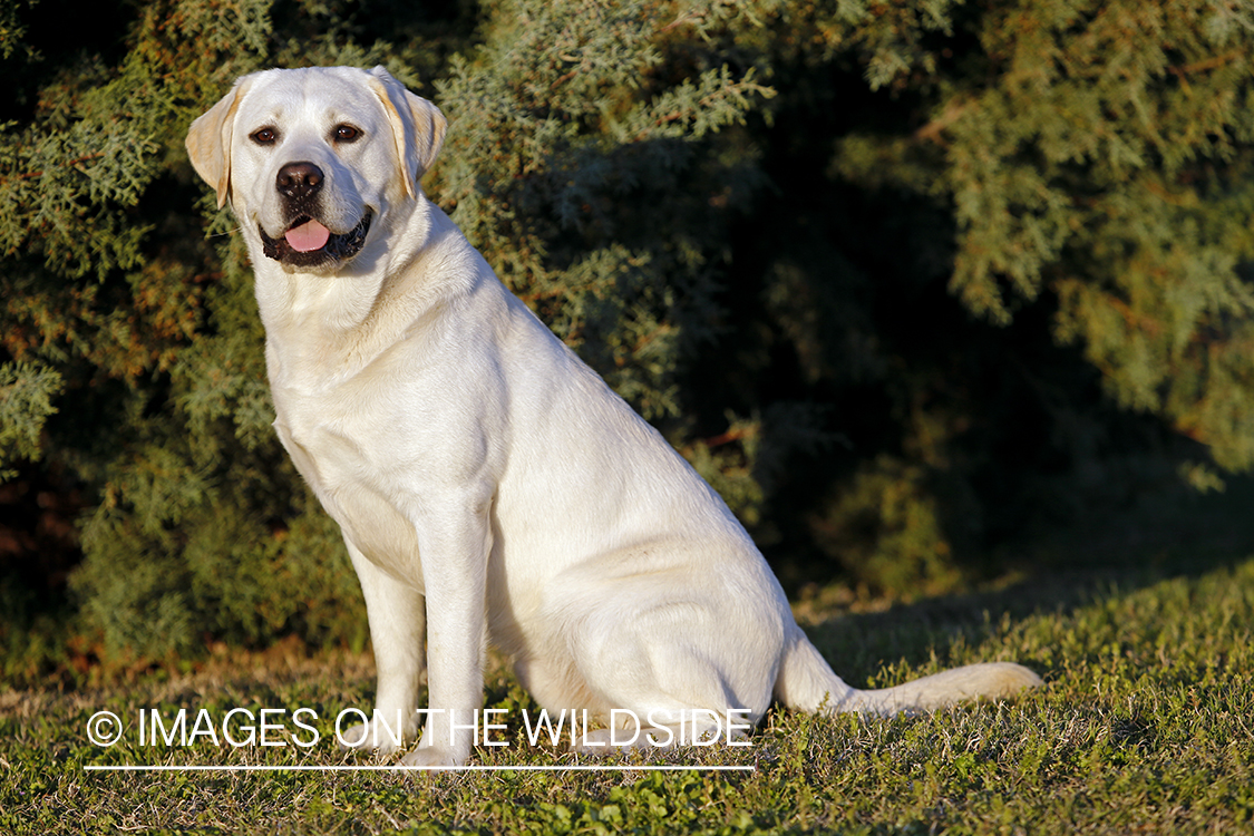 Yellow Labrador Retriever