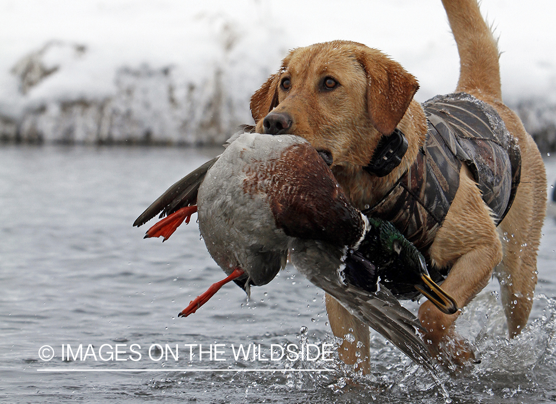 Yellow lab retrieving bagged mallard drake.