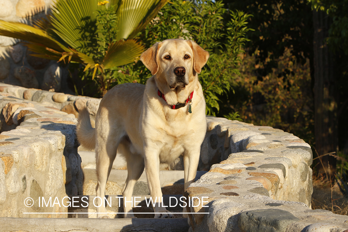 Yellow lab on cobble steps.
