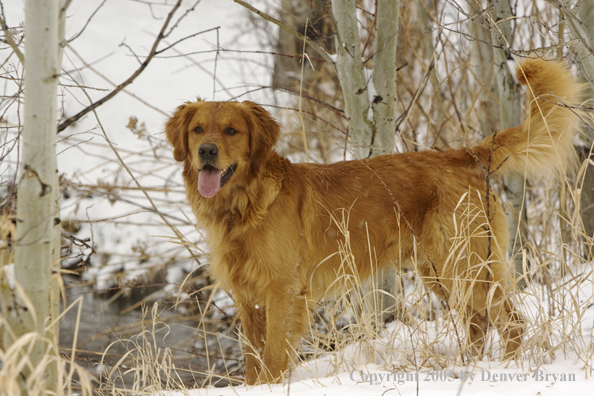 Golden Retriever in snow.