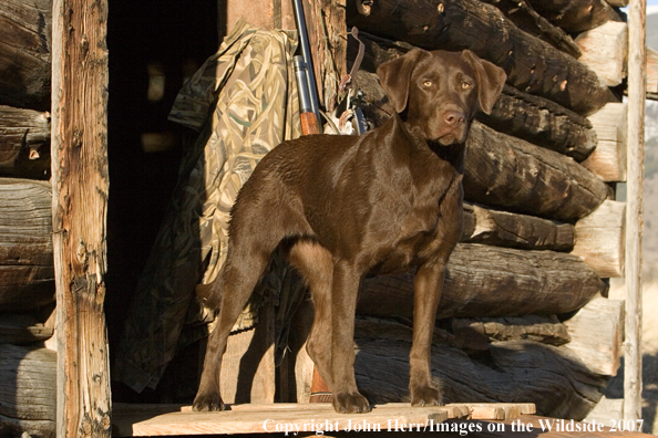 Chocolate Labrador Retriever