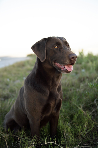 Chocolate Labrador Retriever in field