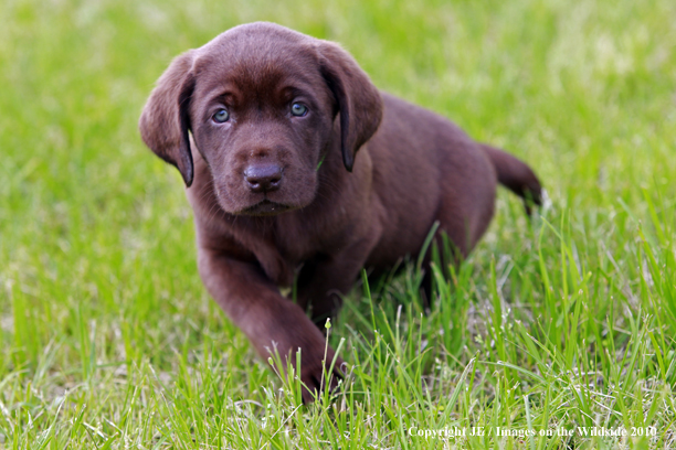 Chocolate Labrador Retriever Puppy