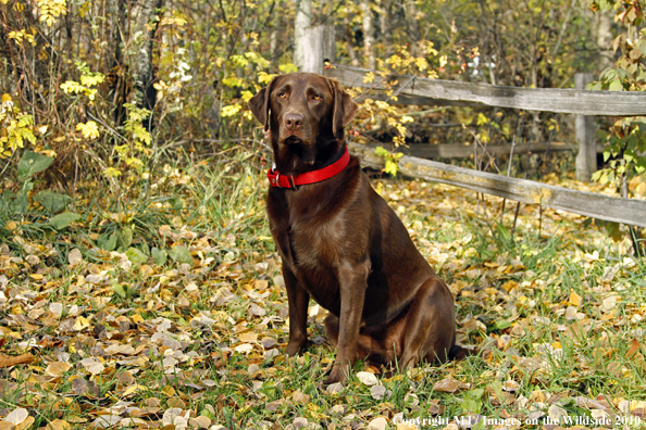 Chocolate Labrador Retriever