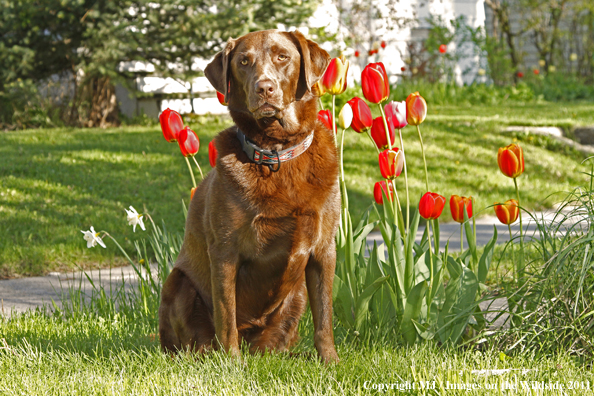 Chocolate Labrador Retriever.