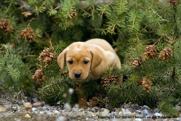 Labrador Puppy