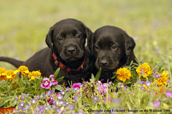 Black Labrador Retriever pups