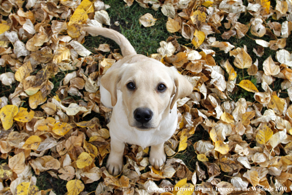 Yellow Labrador Retriever Puppy