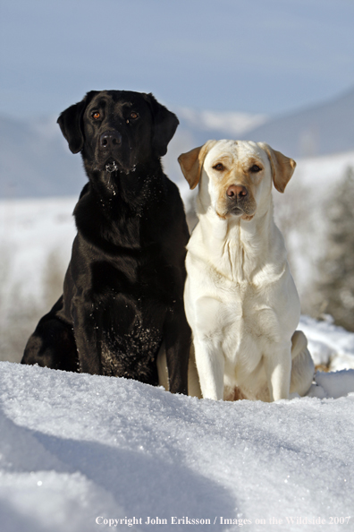 Yellow Labrador Retriever in field