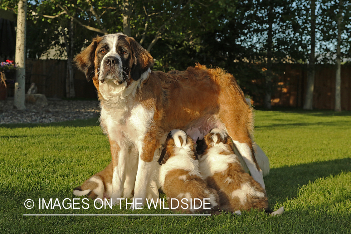 St. Bernard puppies nursing.