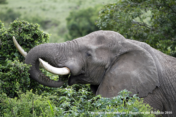 African Bull Elephant 