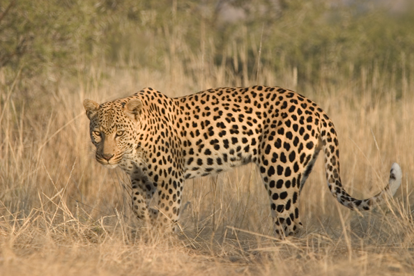 Leopard in habitat. Africa