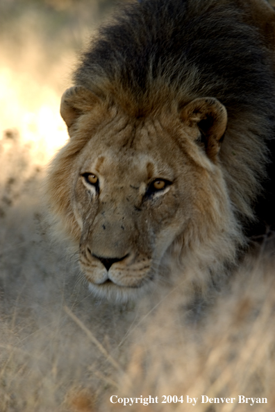 Male African lion in habitat. Africa