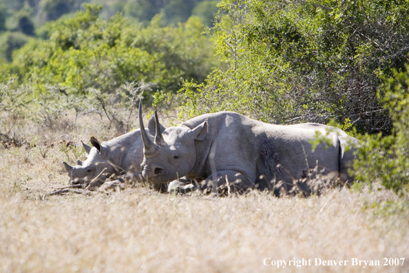 Black Rhinocerous