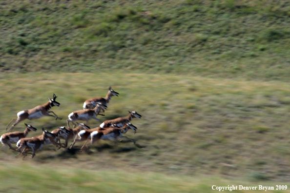 Pronghorned Antelope running in habitat