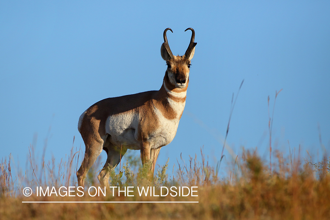 Pronghorn Antelope buck in habitat.